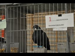 Concurso de Palomas 2012